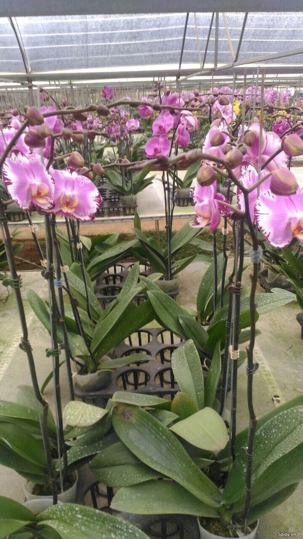 Lan Hồ Điệp Tết - 3