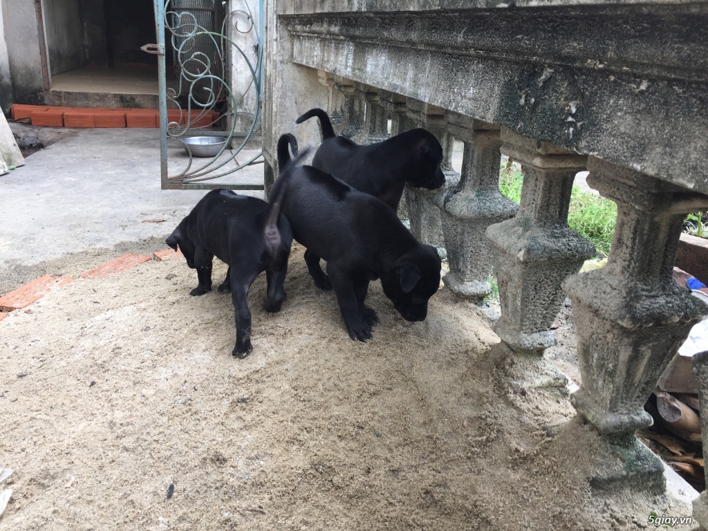 Chó Quốc con màu đen thuần chủng - 4