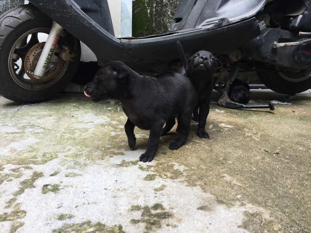 Chó Quốc con màu đen thuần chủng - 3
