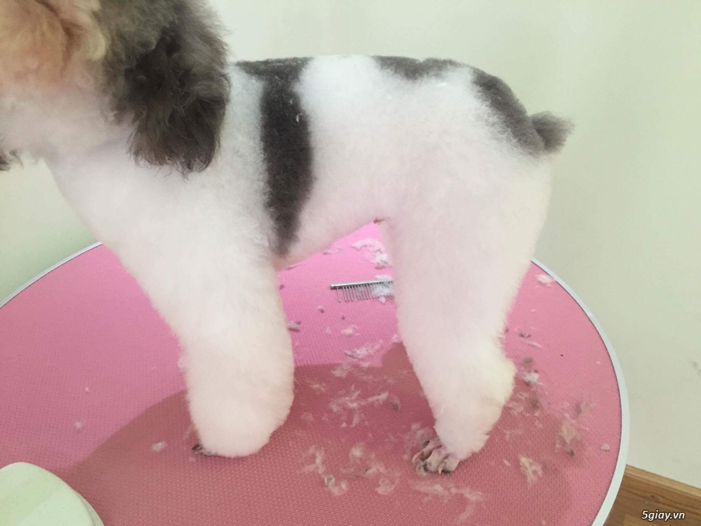 Chó poodle tiny đực bò xám 1 tuổi cực xik