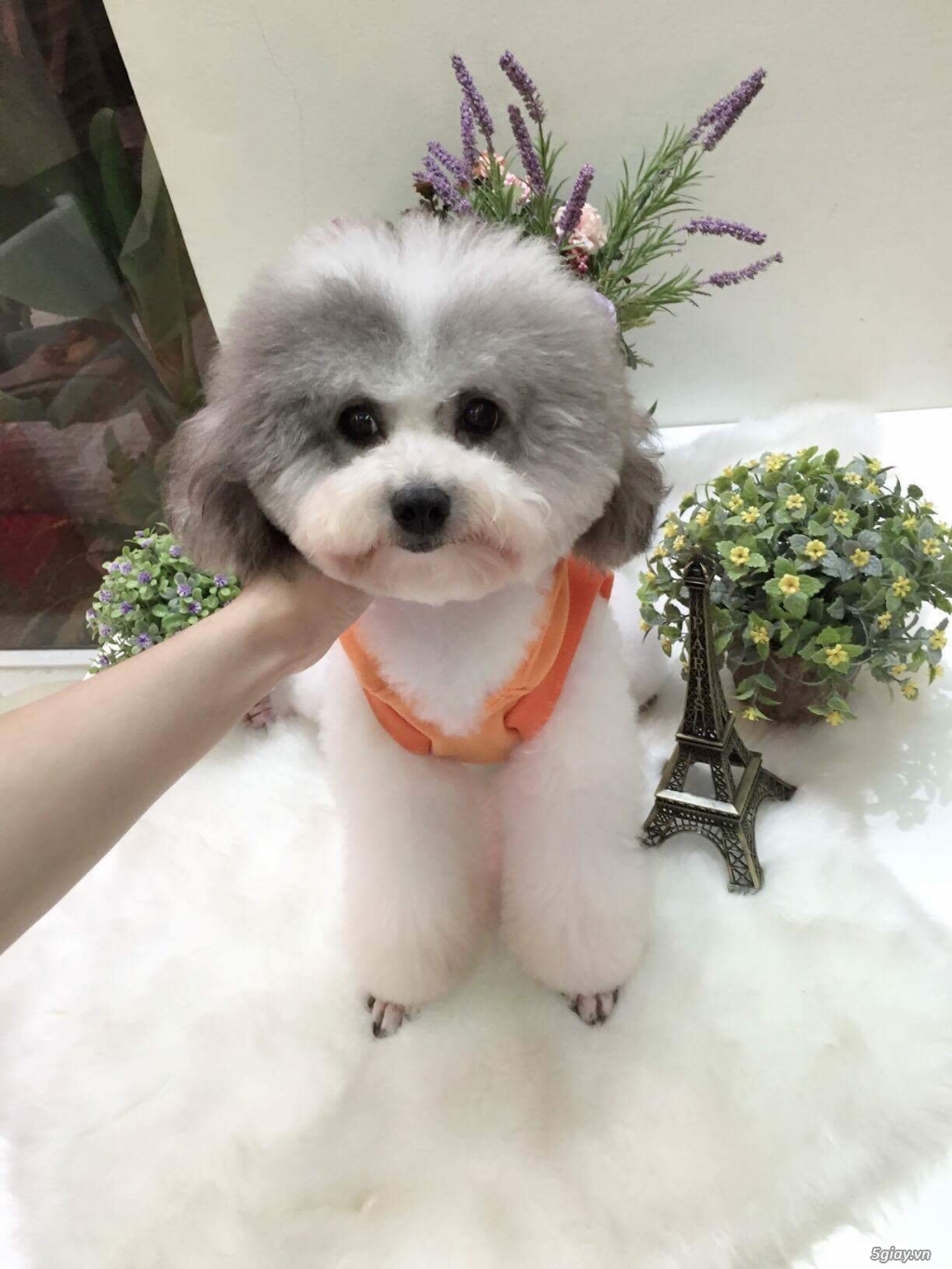 Chó poodle tiny đực bò xám 1 tuổi cực xik - 3
