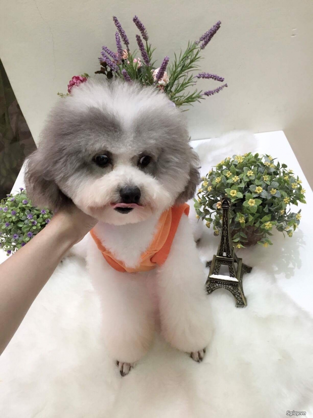 Chó poodle tiny đực bò xám 1 tuổi cực xik - 1