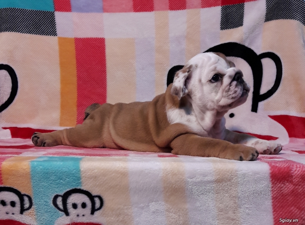 chó bulldog - 1