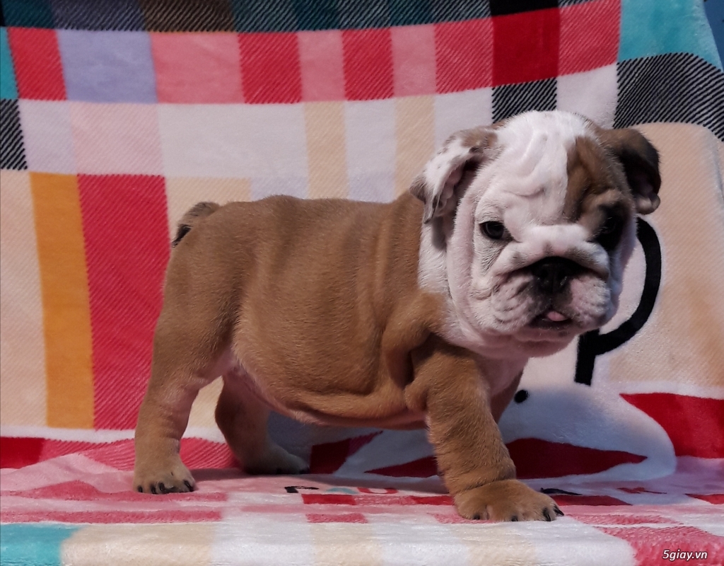 chó bulldog