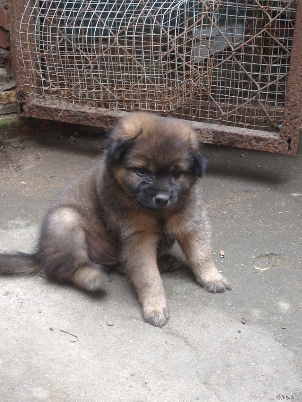 chó con lai becgie - 6