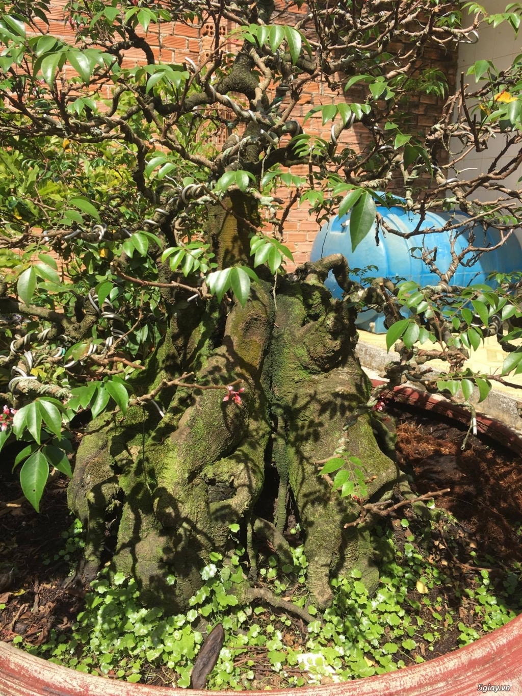 bán cây khế bonsai trên 60 năm tuổi - 2