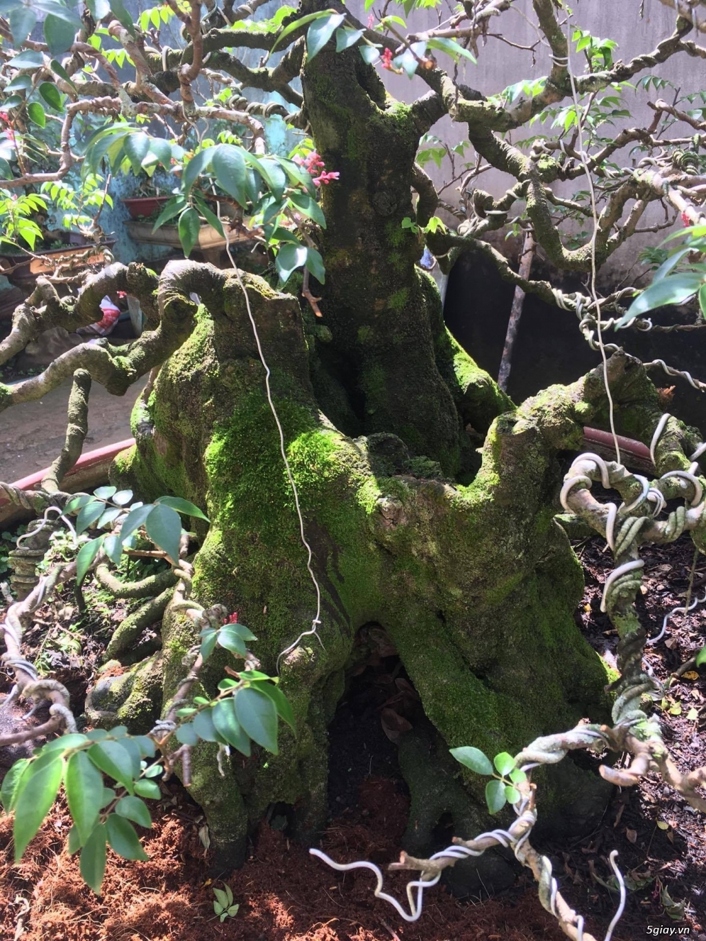 bán cây khế bonsai trên 60 năm tuổi - 3