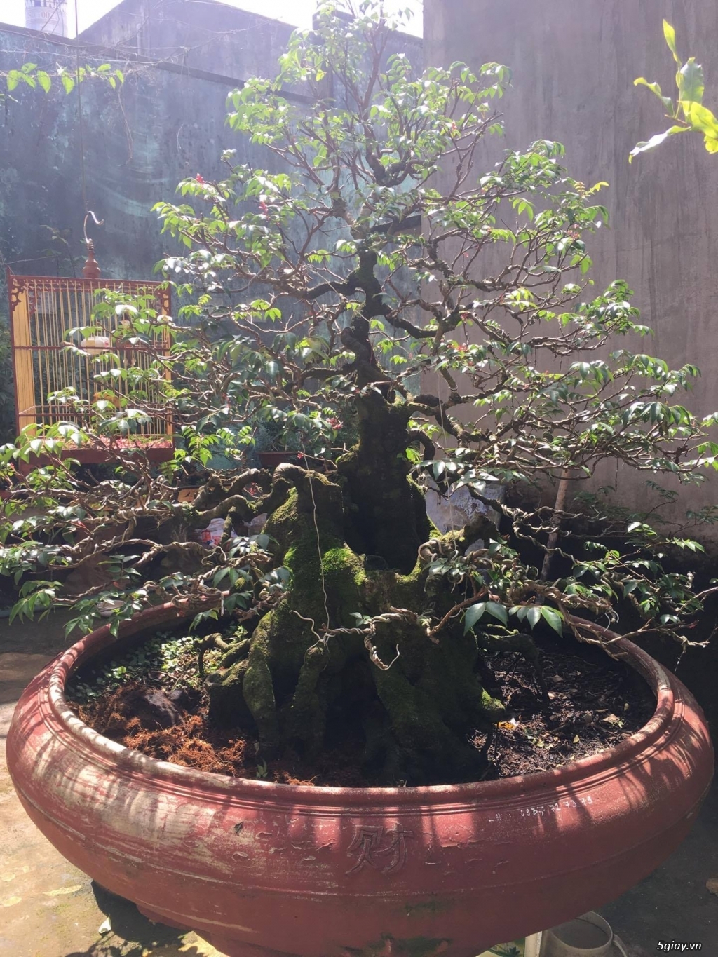 bán cây khế bonsai trên 60 năm tuổi