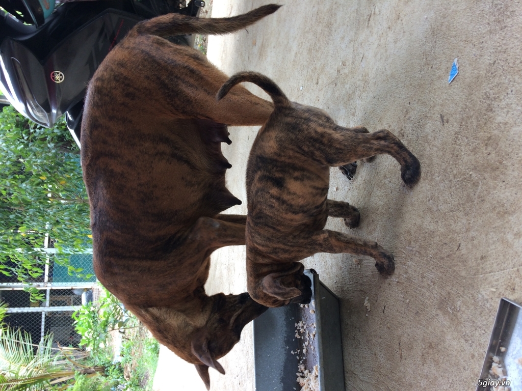 Chó vện phú quốc thuần chủng