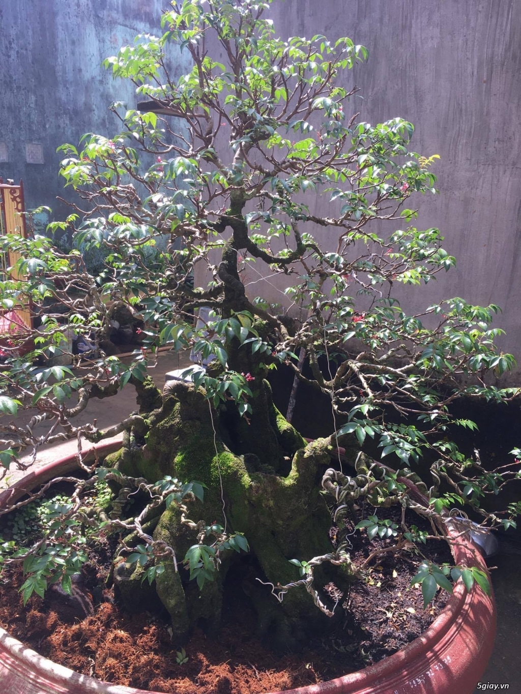 bán cây khế bonsai trên 60 năm tuổi - 1