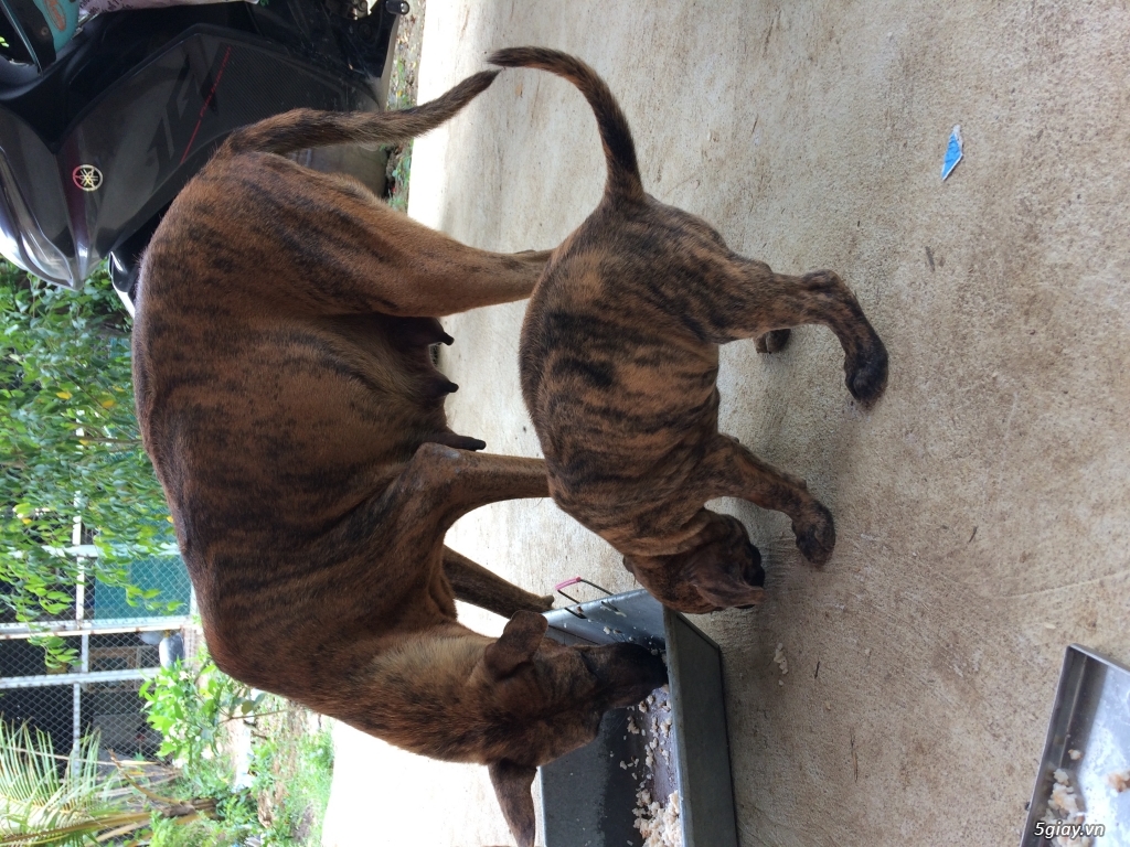 Chó vện phú quốc thuần chủng - 1