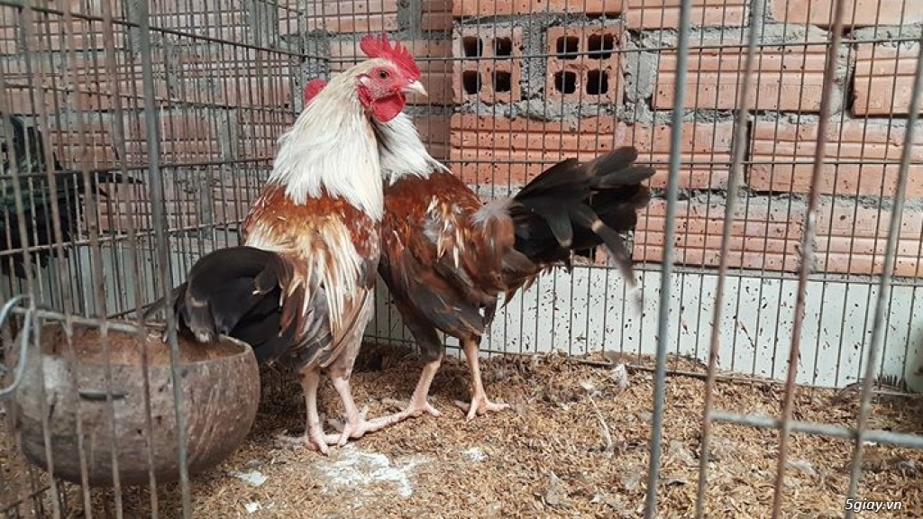 Cần Bán : Bầy tre đá tơ 5 tháng /200k/1con - 16