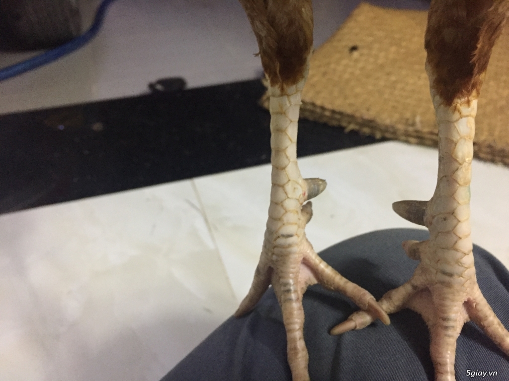 GÀ tre bổn cựa - 1