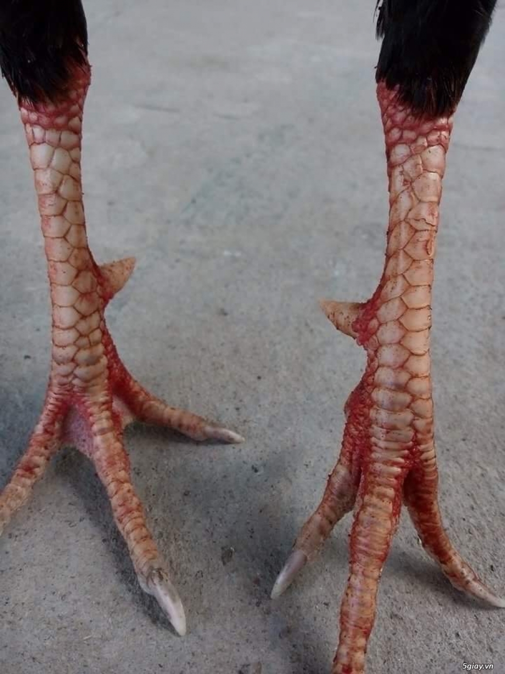 GÀ tre bổn cựa Gò công - 1