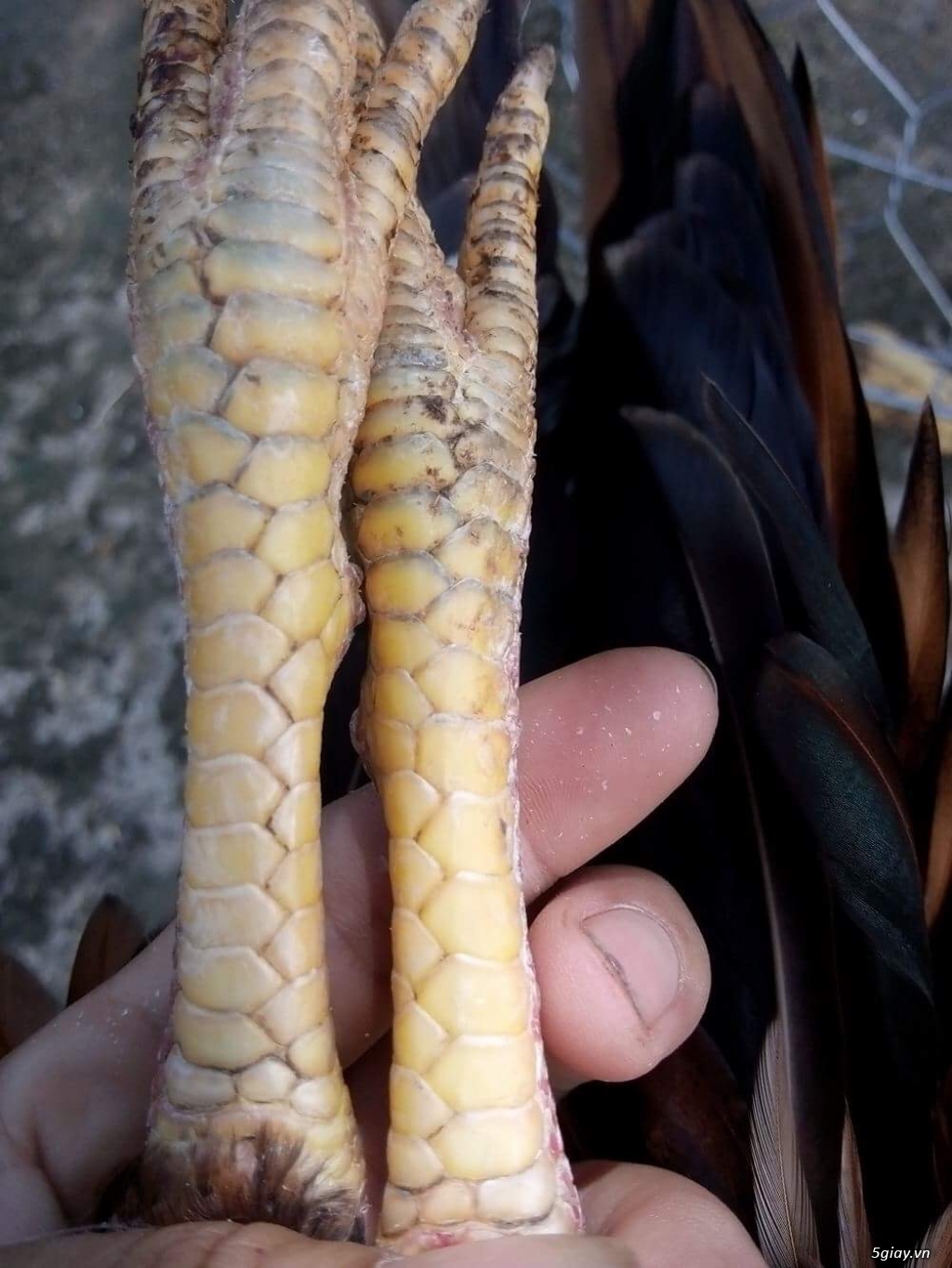 GÀ tre bổn cựa Gò công - 8