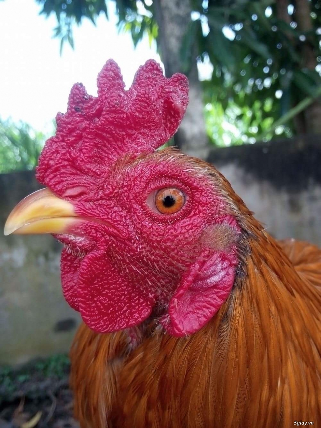 GÀ tre bổn cựa Gò công - 9