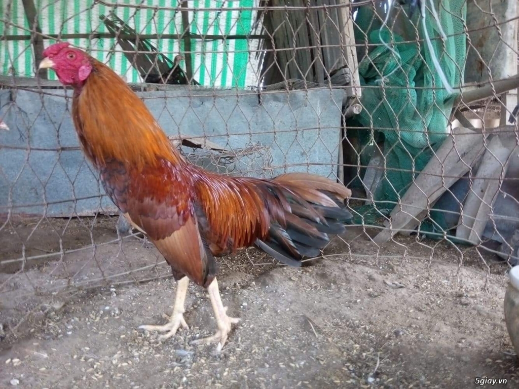GÀ tre bổn cựa Gò công - 12