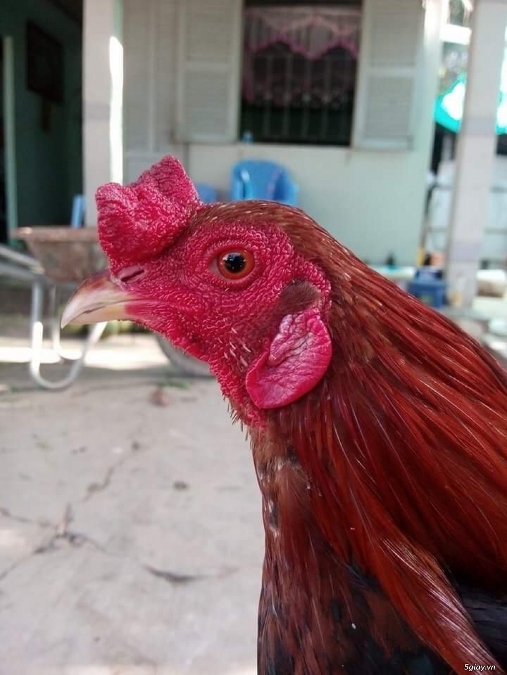 GÀ tre bổn cựa Gò công