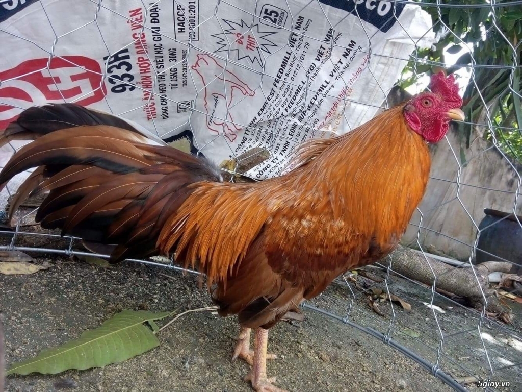 GÀ tre bổn cựa Gò công - 7