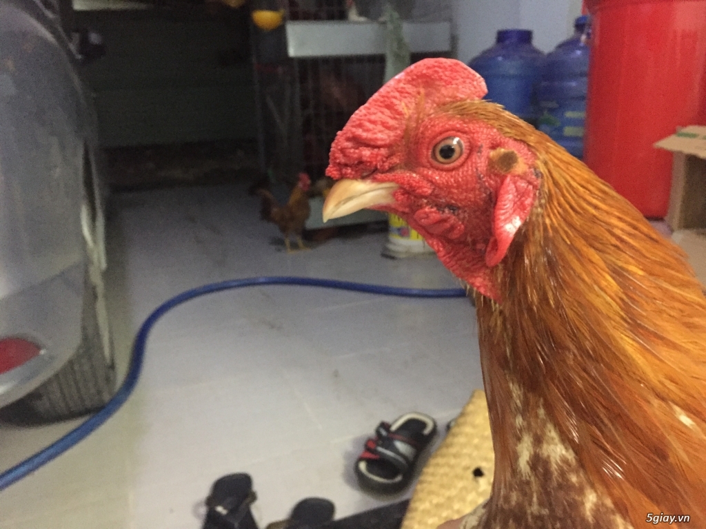 GÀ tre bổn cựa - 2