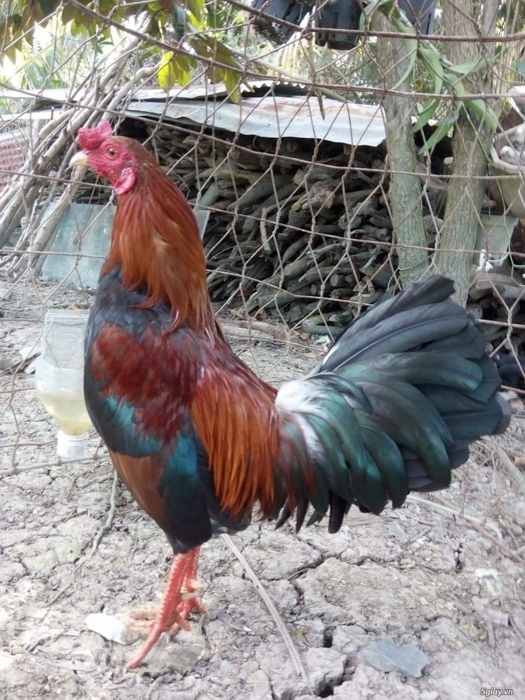 GÀ tre bổn cựa Gò công - 2