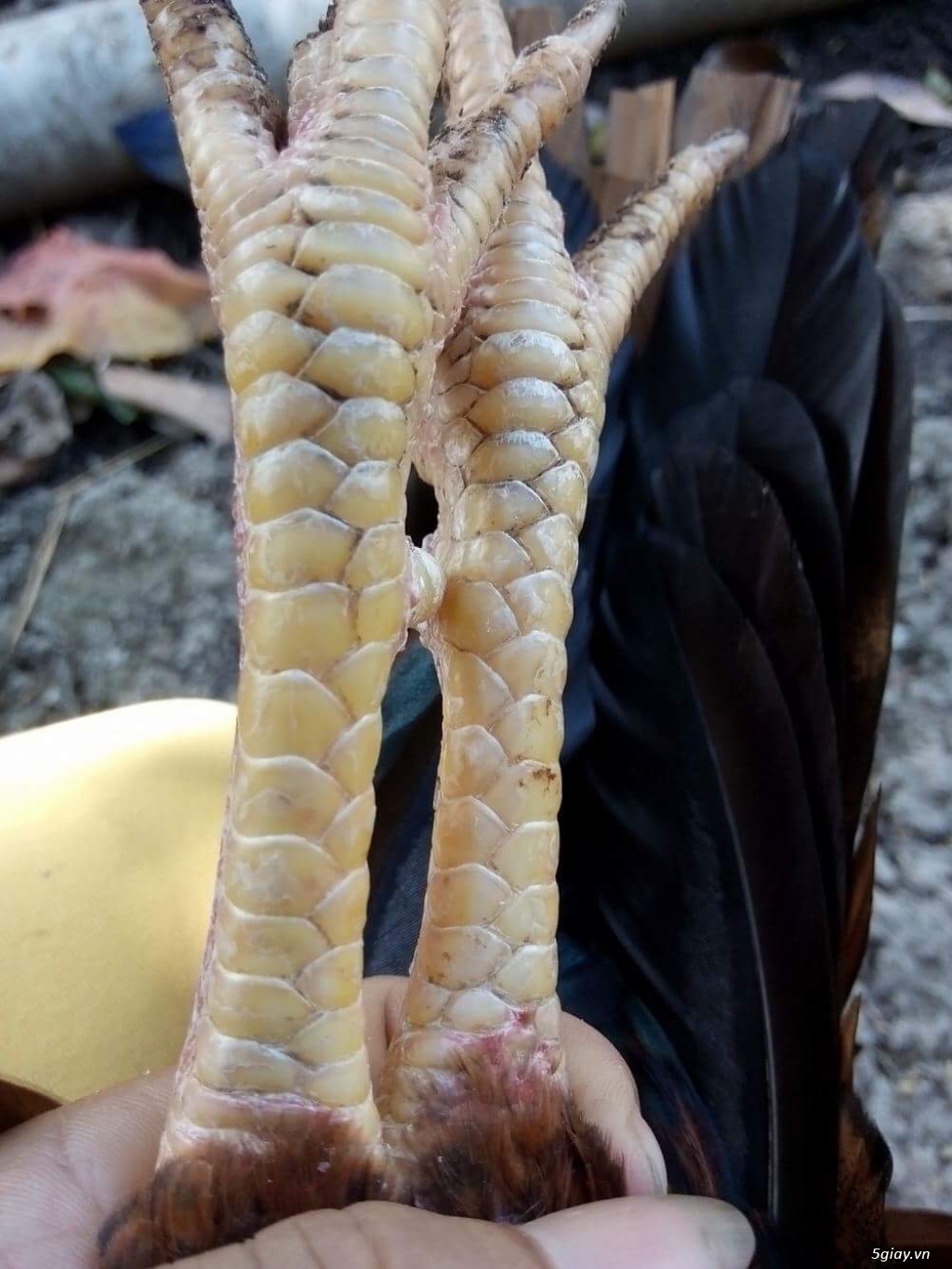 GÀ tre bổn cựa Gò công - 10