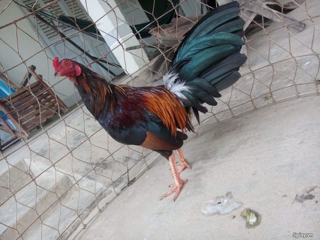 GÀ tre bổn cựa Gò công - 3