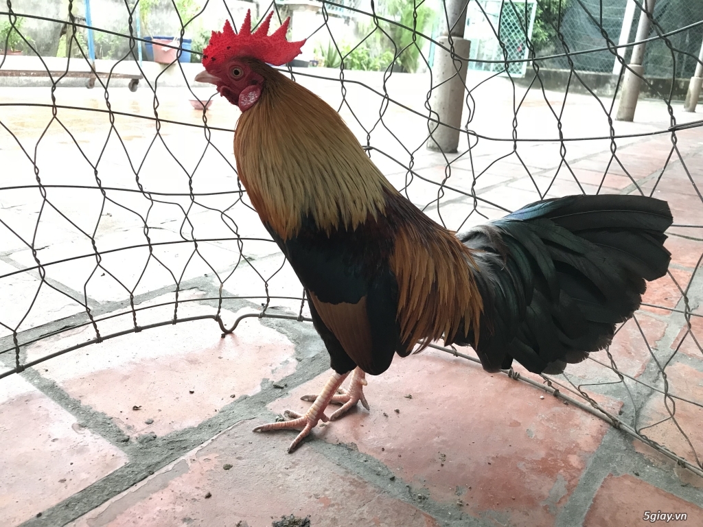 Bán gà tre hóc môn