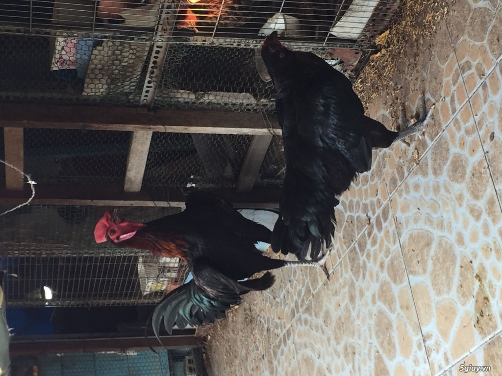 Bộ gà Black Jap