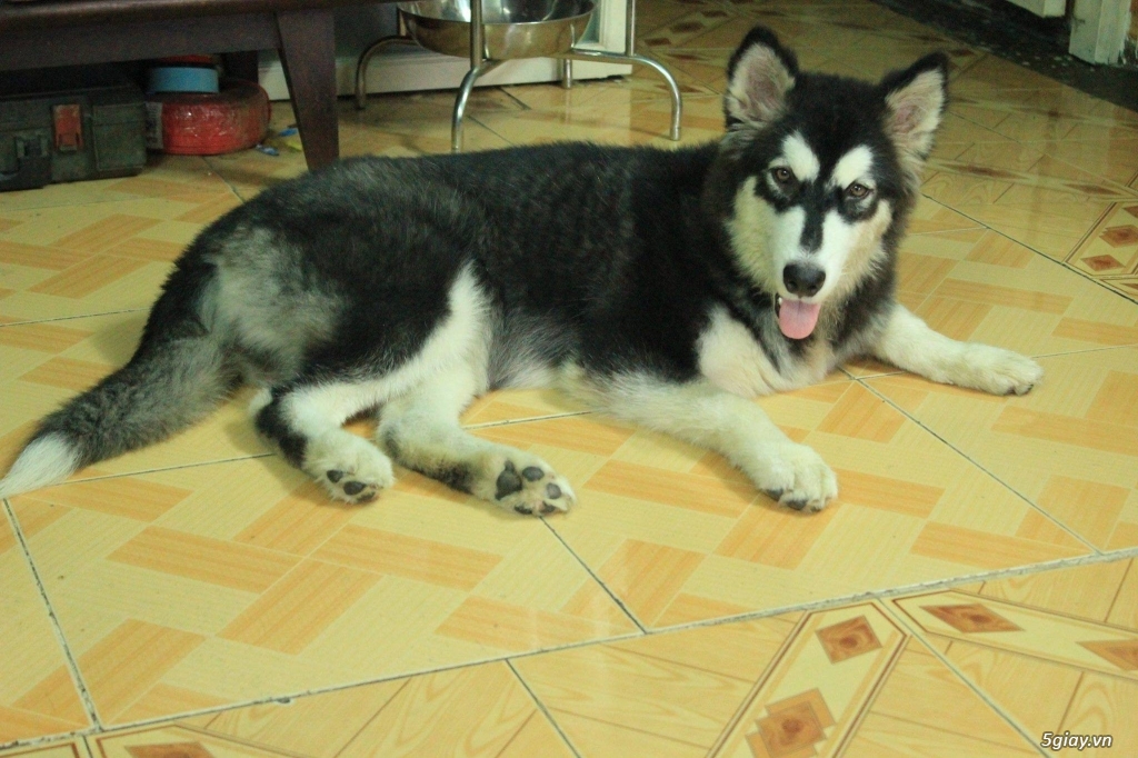 Chó Alaska Cái 7 Tháng Tuổi