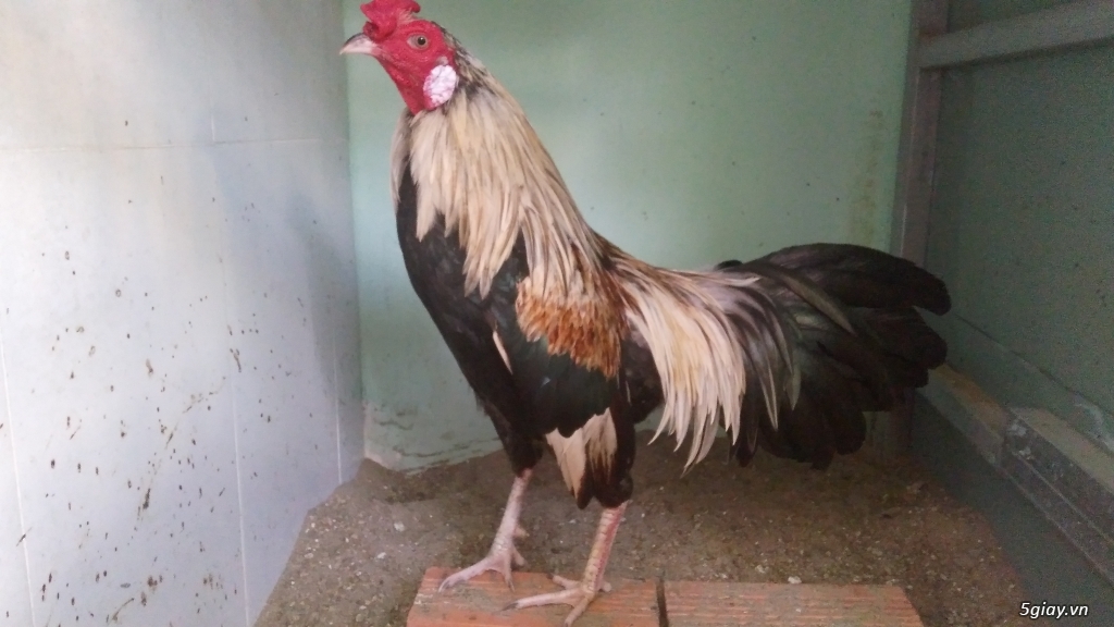 Gà tre đấu - 2