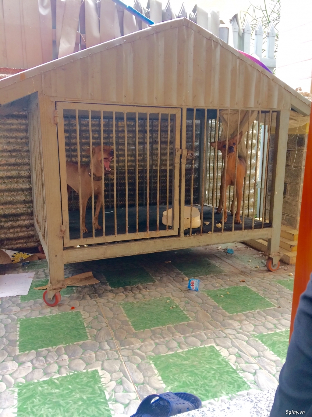 Chó phốc hưu cái - 1