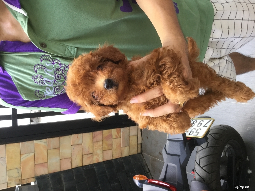 Poodle size tiny thuần chủng - 3