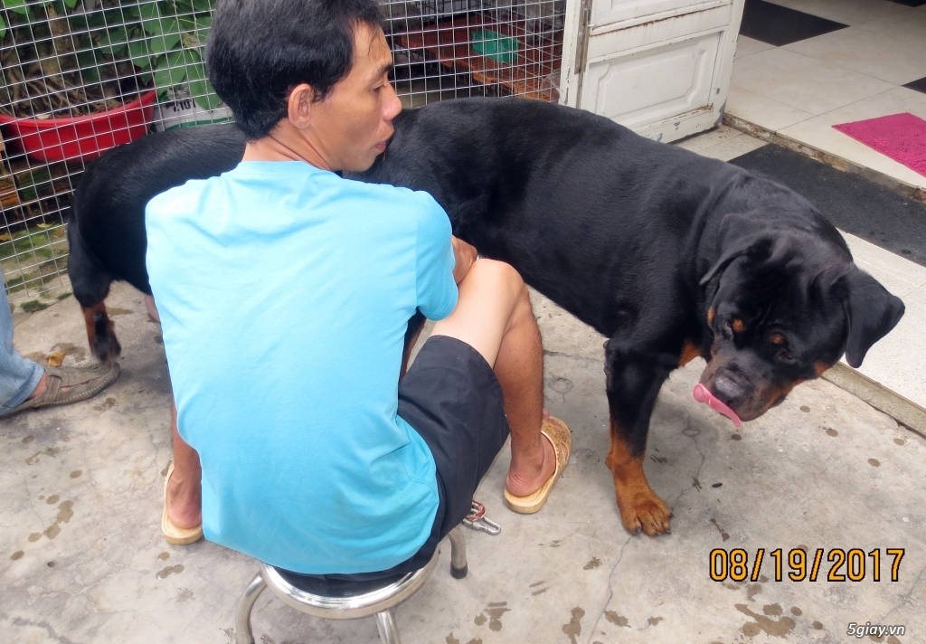 Rottweiler đực phối giống. - 4