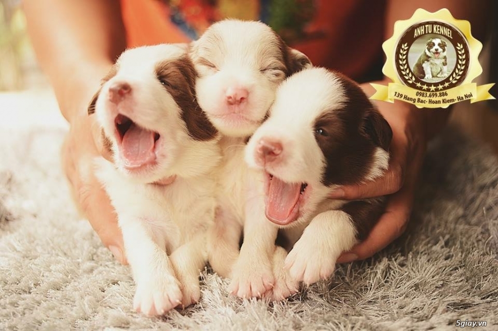 Mua bán phối giống chó border collie - 2