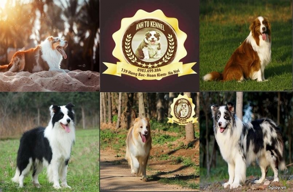 Mua bán phối giống chó border collie - 1