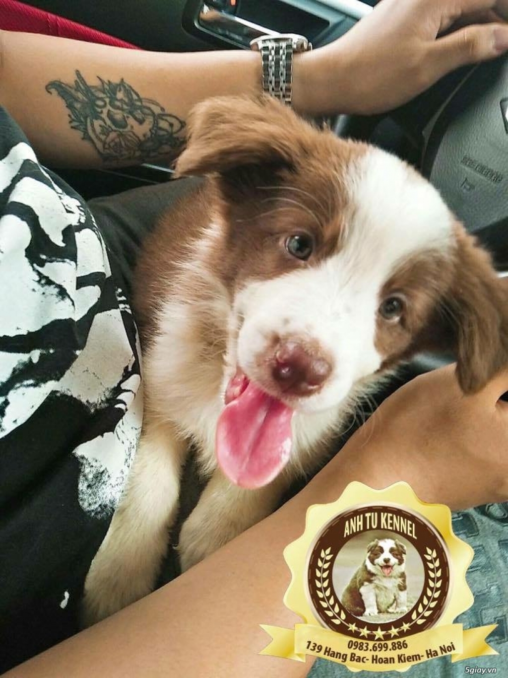 Mua bán phối giống chó border collie - 4