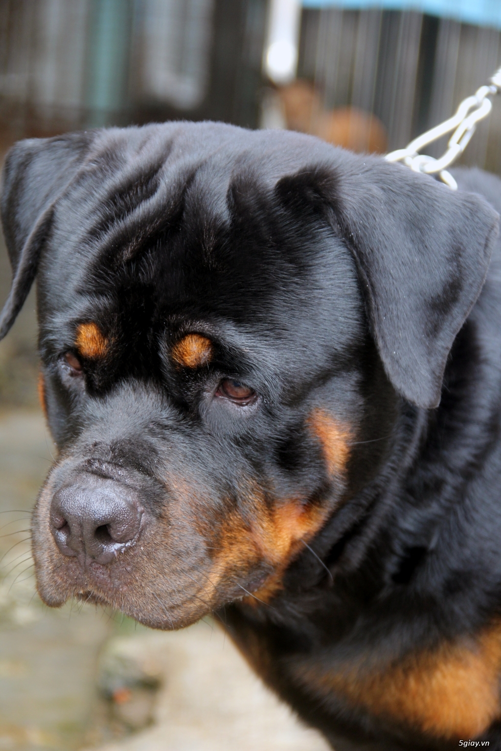 Rottweiler đực phối giống. - 2