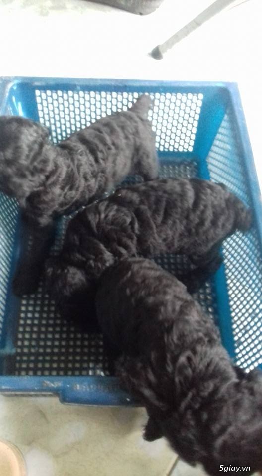 TPHCM-Bán poodle baby giá 4tr,chó cha mẹ nhà nuôi
