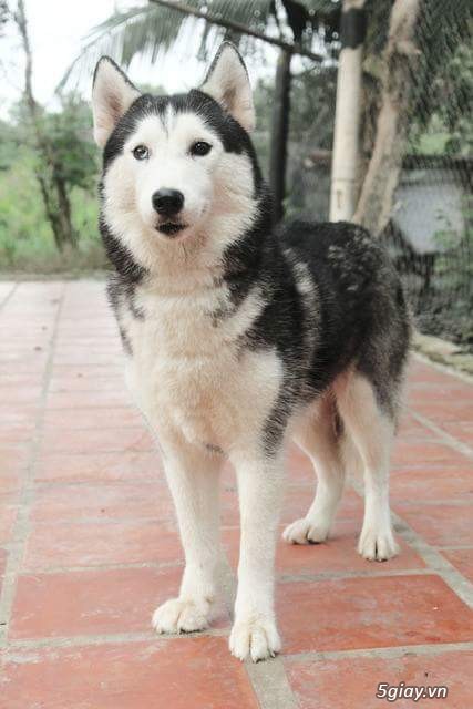 2mẹ con husky - 2