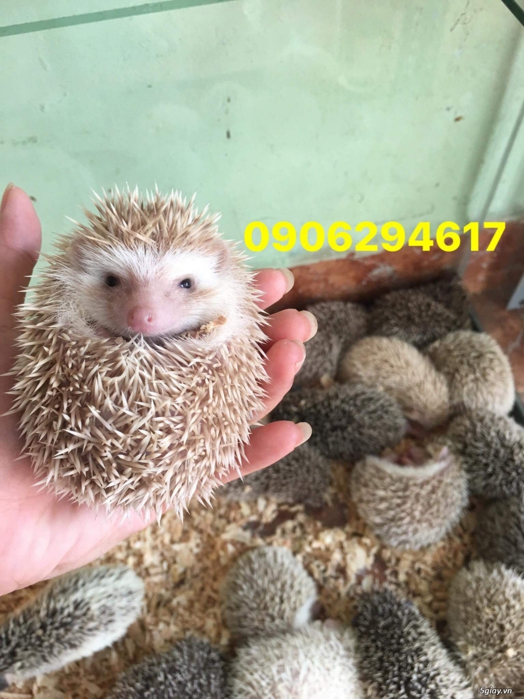 Sóc,nhím,hamster,thỏ,bọ,đuôi mập,...sỉ lẻ ship toàn quốc! - 2