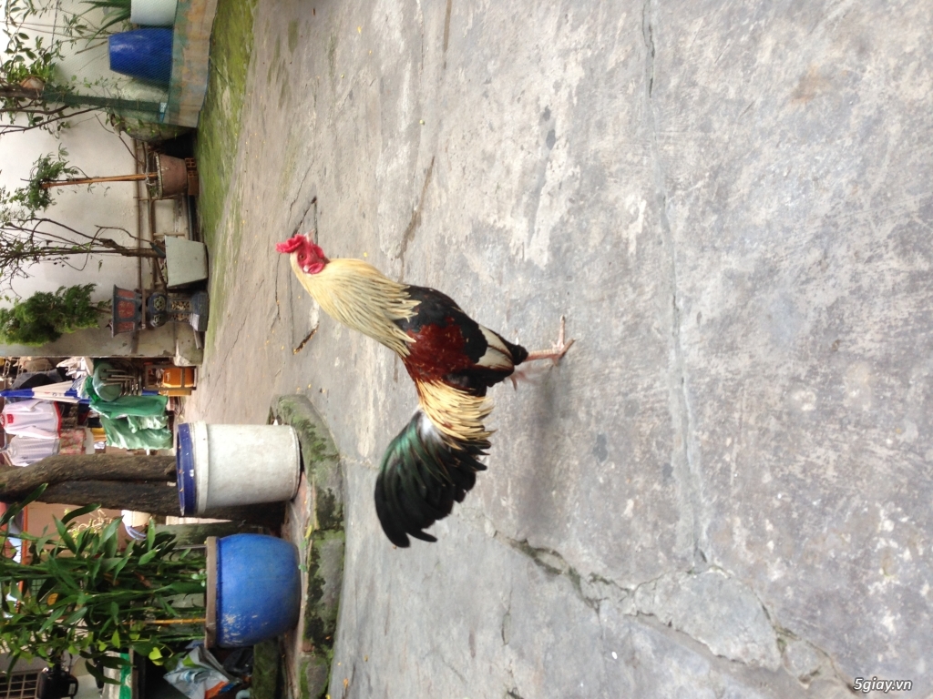 Bán gà chuối tơ - 1
