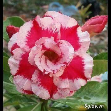 Vườn hoa sứ ghép - 4