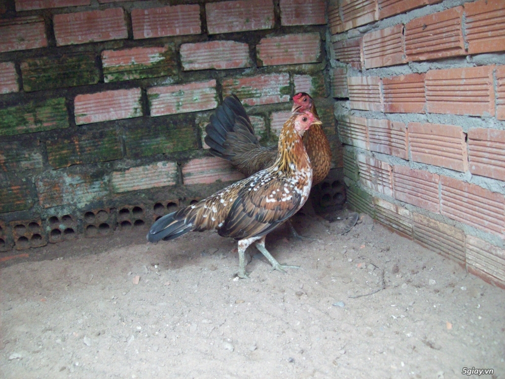 bán cặp gà mái tre lai my - 3