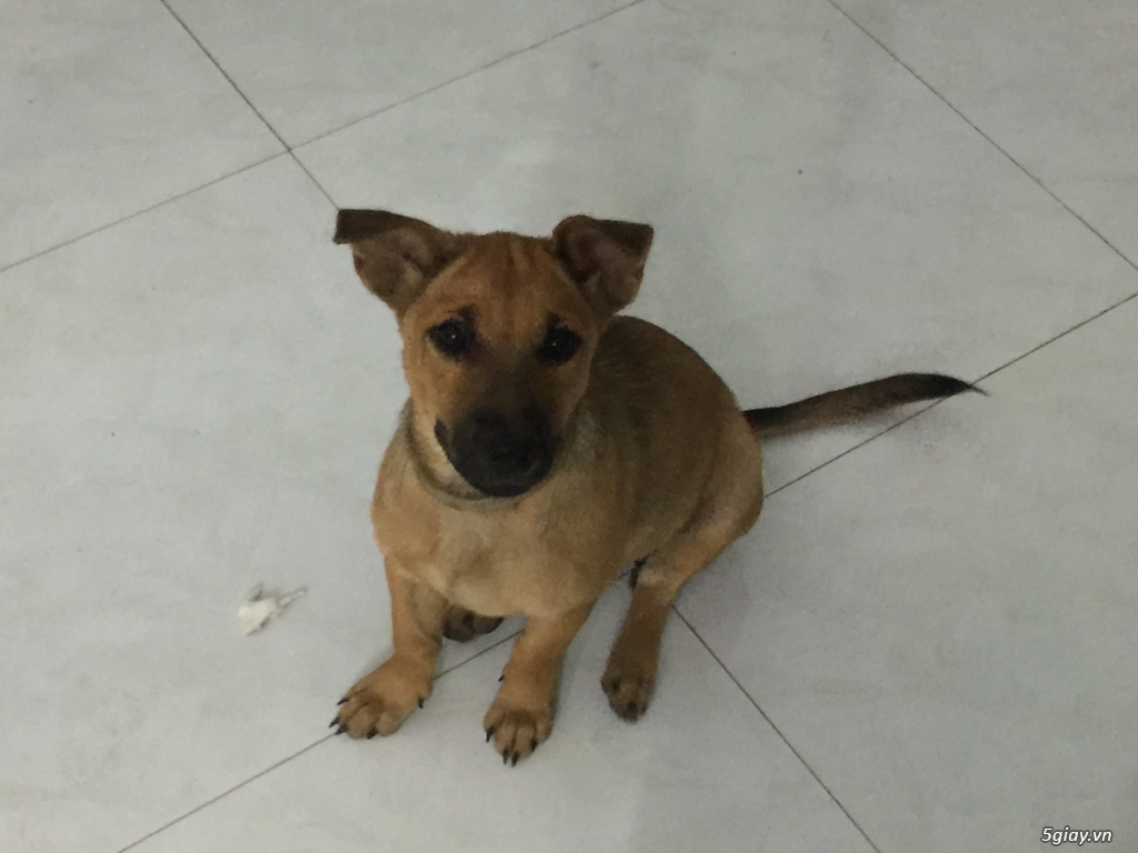 Cún cung lạc xưởng - 5