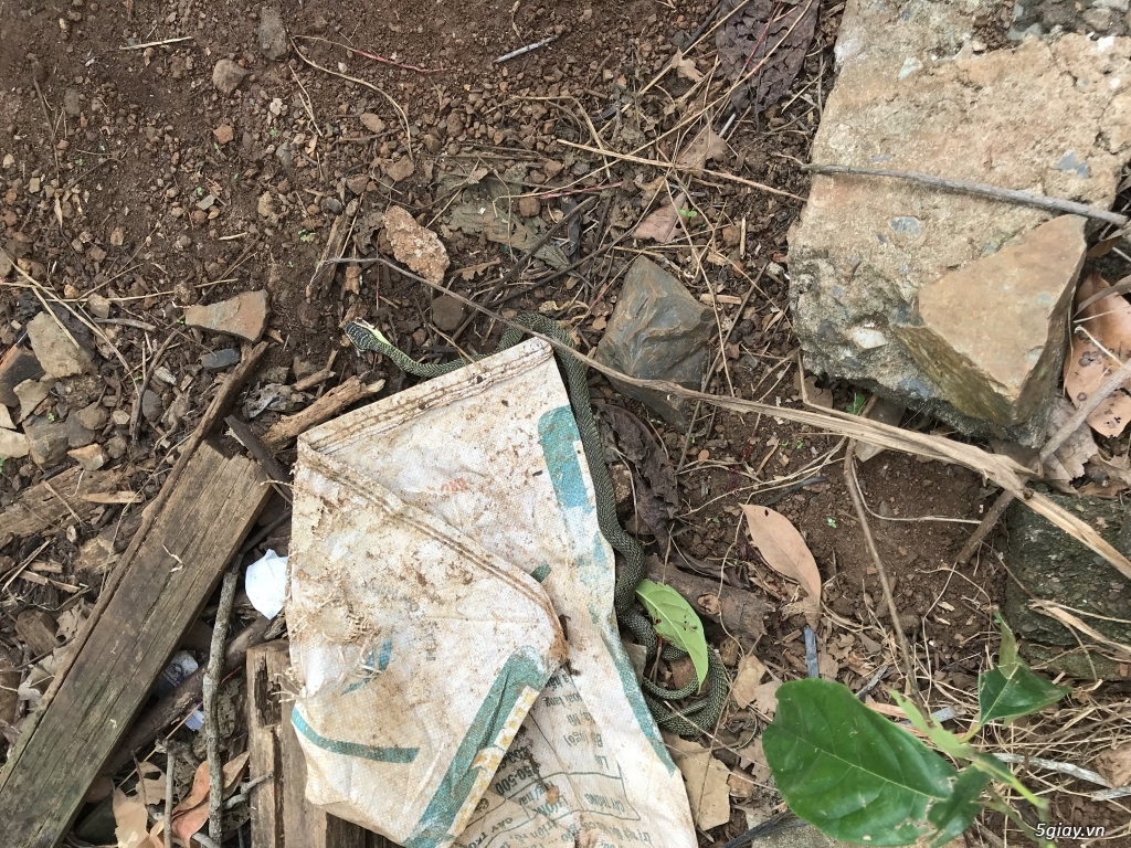 Bác nào rành về rắn cho mình hỏi