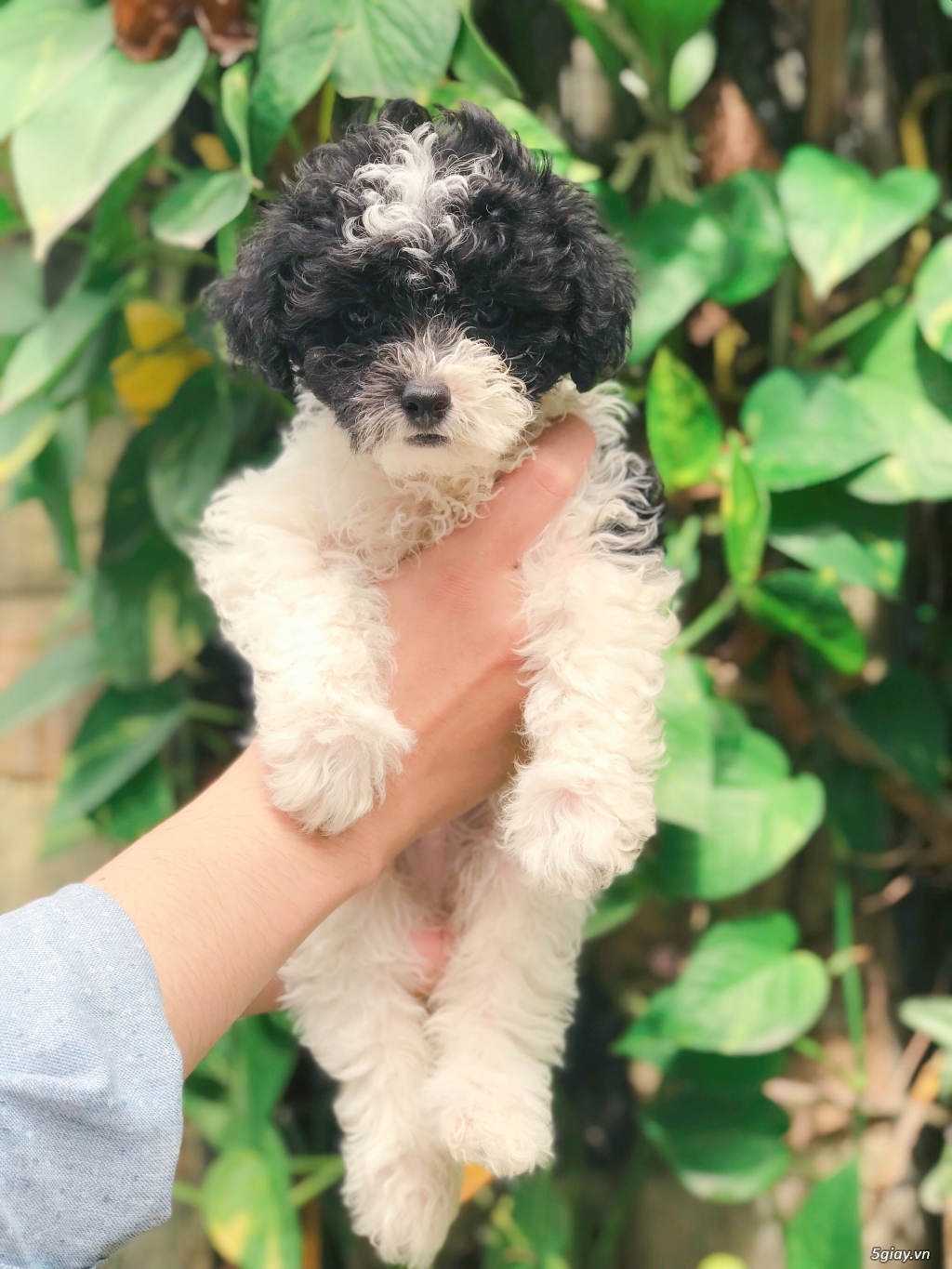 Poodle bò sữa