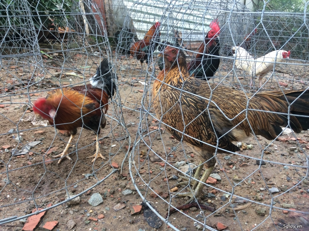 Mái nòi vàng chân xanh - 1