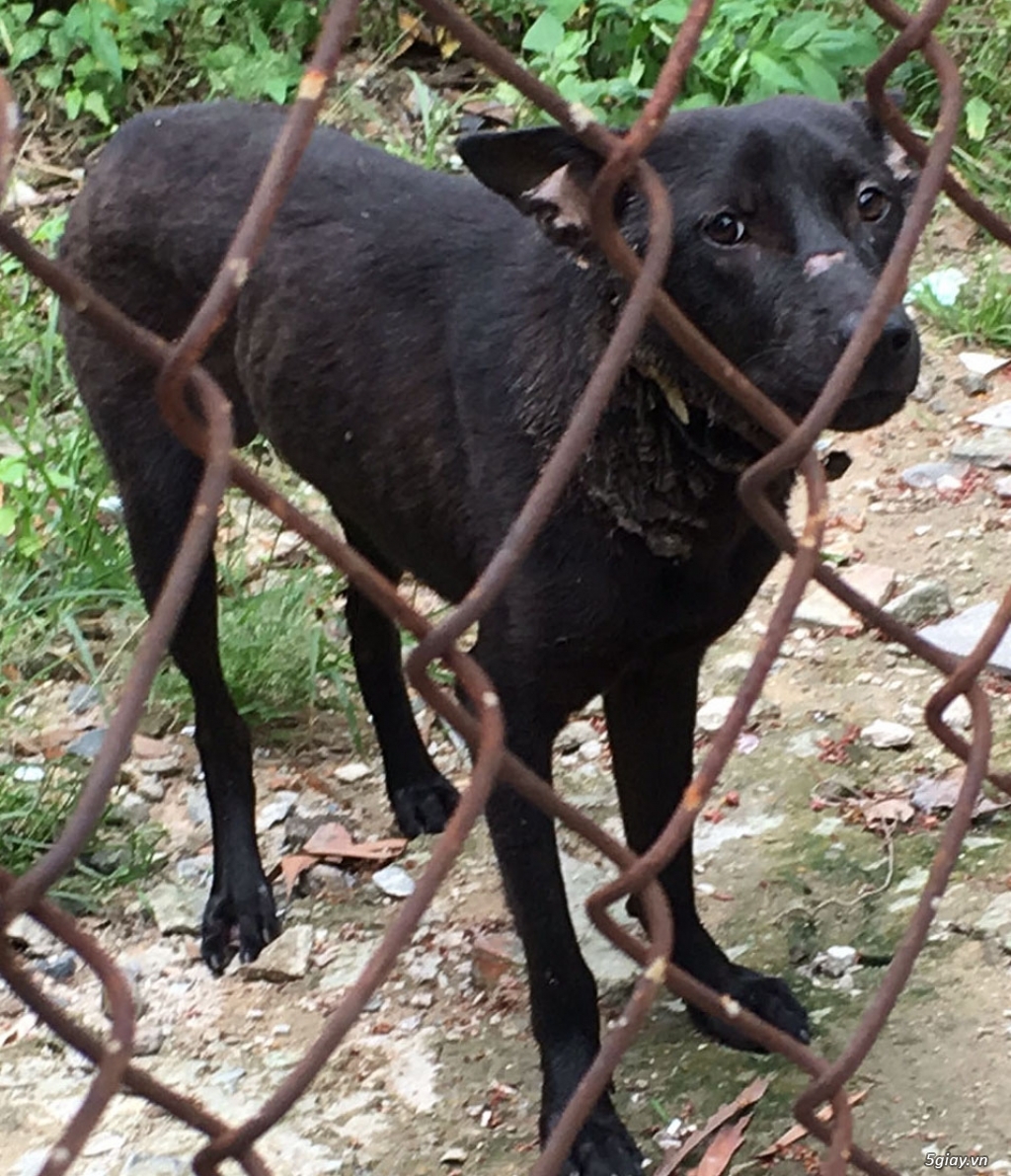 Ai bị bắt chó-nuôi chó-có tình cảm với chó vào xem nhé! - 1
