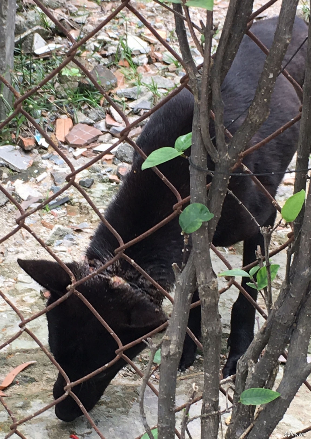 Ai bị bắt chó-nuôi chó-có tình cảm với chó vào xem nhé! - 2